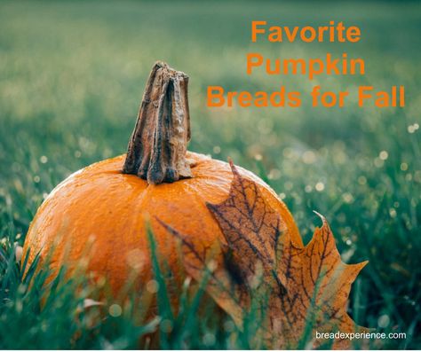 Some of my favorite pumpkin breads: bagels, pizza, quick breads, rolls, scones, sourdough, sweet breads, and yeast breads. #pumpkinbreads October Favorites, Pumpkin Face Mask, Writing Corner, Monthly Favorites, Halloween Classroom, Clean Green, 50 Words, Facebook Party, Upper Elementary Classroom