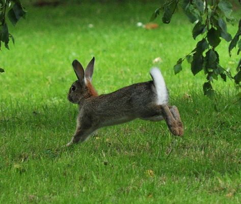 Rabbit hopping | pearse | Flickr Rabbit Hopping, Bunny Hopping, Rabbit Running, Rabbit Pose, Wild Bunny, Gray Rabbit, Rabbit Pictures, Rabbit Photos, Rabbit Run