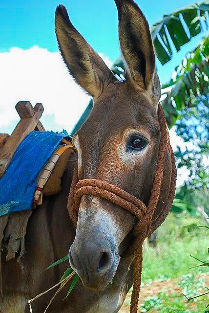 Mules Animal, Cute Donkey, Soft Eyes, A Donkey, Horses And Dogs, The Donkey, Horse Love, Donkeys, Sweet Animals