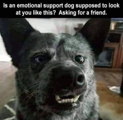 Emotional Support Dog, Support Dog, Morning Funny, Animal Antics, Morning Humor, Gandalf, Funny Funny, Funny Animal Memes, Fun Times