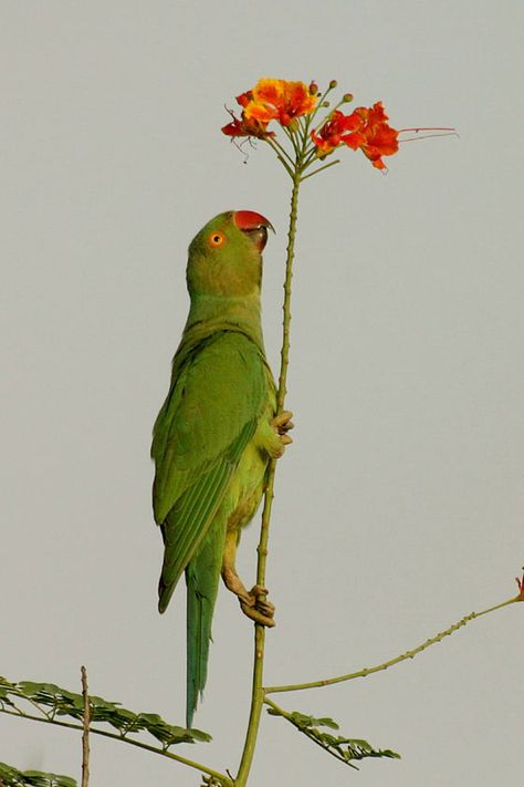 Rose-ringed Parakeet Drawing Reference Nature, Alexandrine Parakeet, Art Amour, Green Birds, Arte Van Gogh, Cool Animals, Animal Reference, Parakeets, Pretty Animals