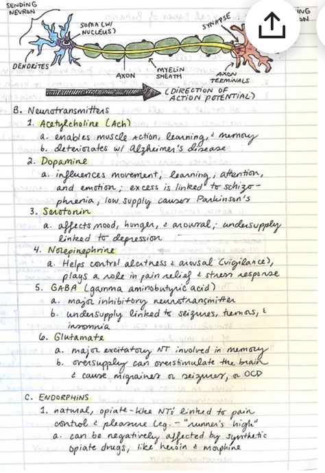 Neurology Notes, Psych Notes, Basic Anatomy, Psych Nurse, Psychology Notes, Basic Anatomy And Physiology, School Creative, Biology Notes, School Tips