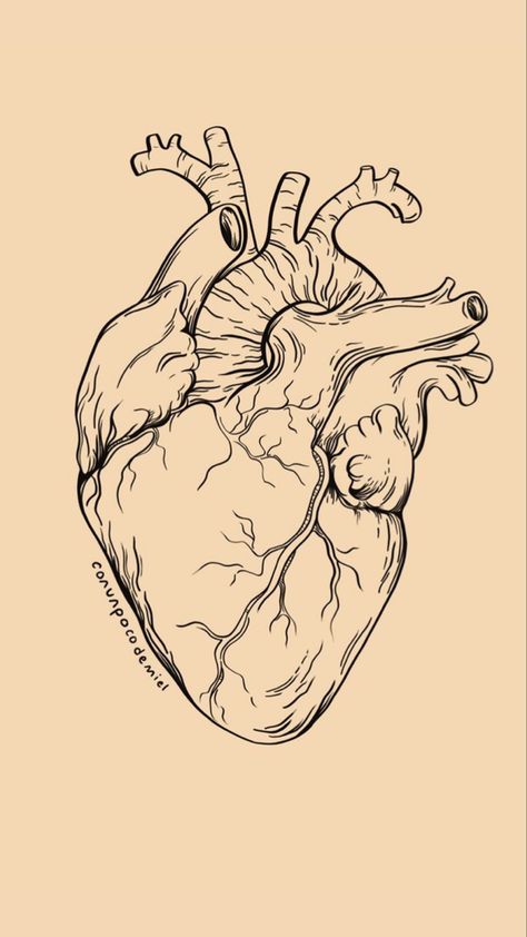 Heart Anatomy Sketch, Real Life Heart Drawing, Drawing A Human Heart, Sketch Of A Heart, Drawing Human Heart, Art Sketches Heart, Drawings Of A Heart, Anatomical Heart Art Drawing, Atomically Accurate Heart