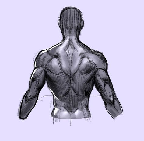 How to Draw the Human Back, a Step-by-Step Construction Guide | GVAAT'S WORKSHOP Drawing Back, Human Back, Back Drawing, Man Anatomy, Human Anatomy Drawing, Body Sketches, Muscle Anatomy, Human Anatomy Art, Human Drawing