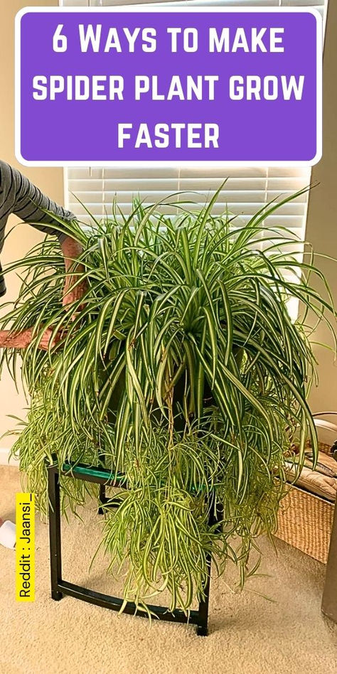 Discover 6 effective ways to make your spider plant grow faster! This guide  covers essential tips on how to grow spider plants, including caring for  spider plants, repotting techniques, and the best indoor gardening  supplies. Learn how to care for your spider plant, from organic pest  control to choosing the right potting soil. Perfect for both beginners and  experienced indoor gardeners, this resource will help you nurture your  household plants, including snake plants and mother plants. How To Care For Spider Plants Indoors, How To Grow Spider Plants, Spider Plant Container Ideas, Best Pots For Indoor Plants, Grow Flowers Indoors, How To Propagate Spider Plant, Spider Plant Decor Ideas, How To Care For Spider Plants, Spider Plant Varieties