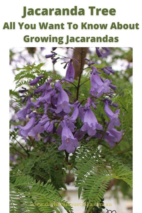 Jacaranda Mimosifolia, Australian Photography, Nature Photography Trees, Jacaranda Tree, Australian Wildlife, Australian Art, Tree Tattoo, Beautiful Flowers Pictures, Growing Tree