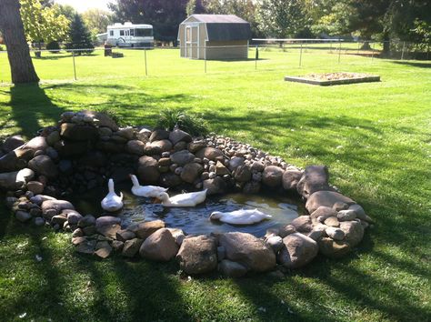 Duck Pond Backyard, Duck Pond Ideas Backyards, Small Duck Pond Ideas, Small Duck Pond Ideas Diy, Mini Duck Pond, Garden Duck Pond, Duck Area In Backyard, Diy Backyard Duck Pond, Small Backyard Duck Ponds