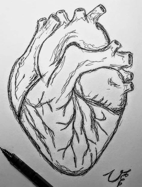 Heart Step By Step, Easy Charcoal Drawings, Anatomical Heart Drawing, Human Heart Drawing, A Human Heart, Anatomical Heart Art, Shadow Drawing, Arte Grunge, Nature Art Drawings