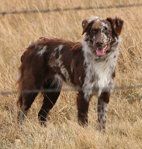 Working Australian Shepherd, Australian Shepherd Working, Blue Merle Australian Shepherd, Red Merle Australian Shepherd, Merle Australian Shepherd, American Shepherd, Aussie Shepherd, Australian Shepherd Puppy, Aussie Puppies