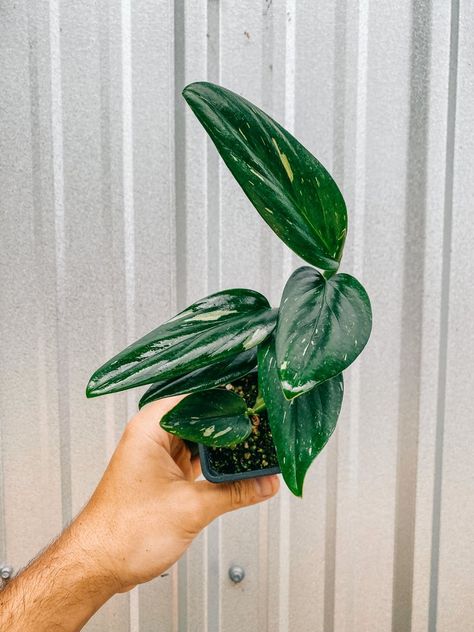 Monstera Varieties, Monstera Standleyana, Jewel Orchid, Variegated Monstera, Green Veins, Inside Plants, Easy Care Plants, Soil Layers, Indoor Jungle