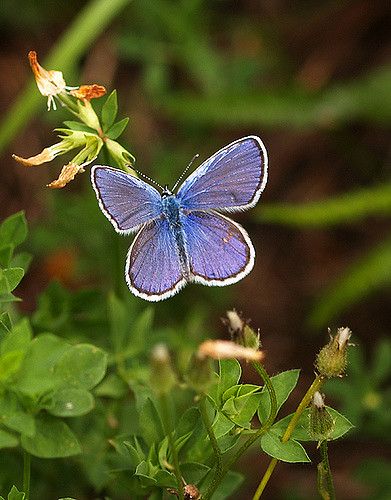 https://flic.kr/p/557Lao | Karner Blue | The Karner Blue is the State Butterfly of New Hampshire. It exists in this state because of an ongoing restoration program.   Concord,  NH Karner Blue Butterfly, Concord Nh, Blue Butterfly, Nature Animals, New Hampshire, Hampshire, Butterflies, Color Blue, Blue Color