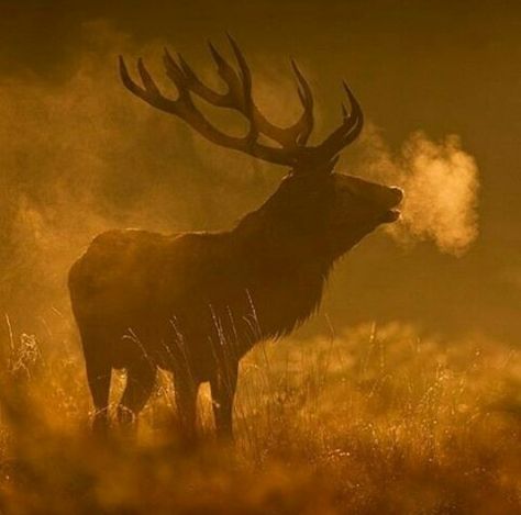 Elk Elk Aesthetic Dark, Elk Aesthetic, Cow Elk, National Geographic Animals, Elk Photography, Bucket List Vacations, Historical Eras, Alice Angel, Forest Spirit