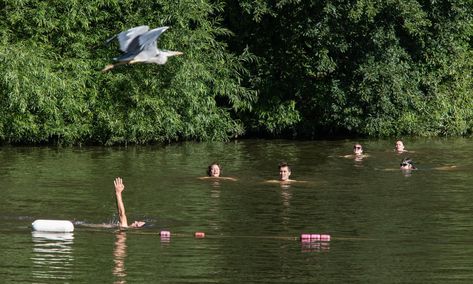 'It's a wonderful privilege': swimmers return to Hampstead Heath ponds | Life and style | The Guardian Belsize Park, Hampstead Heath, Pond Life, Old Faces, Brave New World, Swimmers, London City, Ponds, Female Portrait