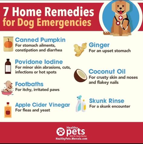 Home remedies for dogs Dog Upset Stomach Remedies, Dog Upset Stomach, Dog Training At Home, Foods Dogs Can Eat, Meds For Dogs, Pet Remedies, Upset Tummy, Dog Medicine, Training At Home