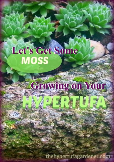 MossGrowing on hypertufa- It's so easy and makes it look ancient. from thehypertufagardener Hyper Tufa, Hypertufa Pots, Hypertufa Projects, Grow Moss, Moss Growing, Growing Moss, River Rock Landscaping, Alpine Garden, Moss Plant