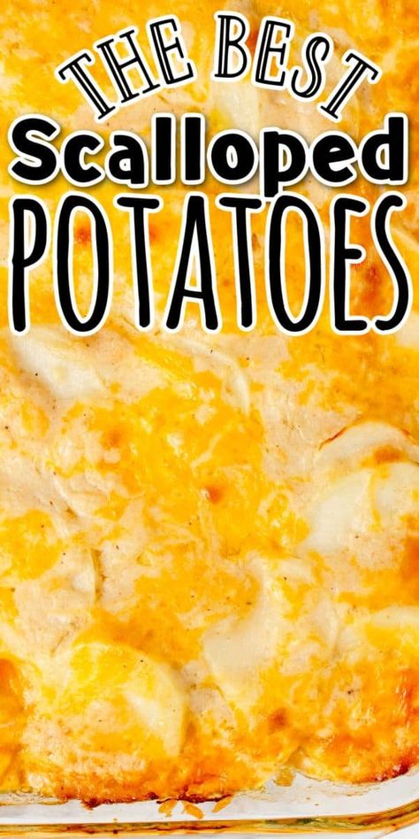 Scalloped Potatoes With Cheese, Scalloped Potatoes With Cream, Baked Scalloped Potatoes, Potatoes Scalloped, Bee Repellent, Scalloped Potato Casserole, Potatoes With Cheese, Cheese Scalloped Potatoes, Homemade Scalloped Potatoes