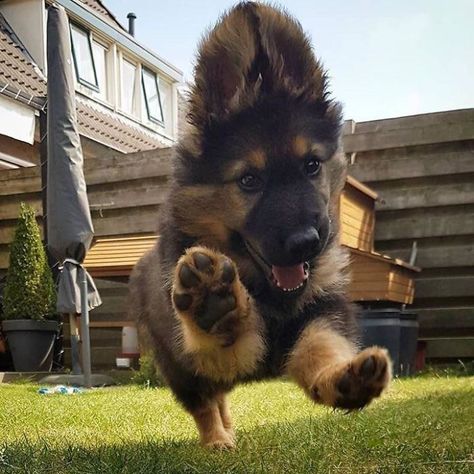 Happy Paws Baby German Shepherds, Cute German Shepherd Puppies, Pretty Dogs, Cute Dogs And Puppies, Shepherd Puppies, German Shepherd Puppies, German Shepherds, Secret Obsession, German Shepherd Dogs