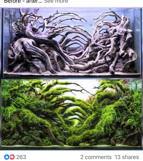 Tanaman Air, Aquarium Architecture, Fish Tank Themes, Aquarium Garden, Fish Tank Terrarium, Amazing Aquariums, Cool Fish Tanks, Fish Tank Design, Aquascape Design