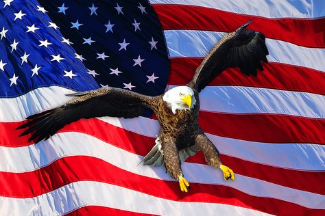 Eagle Photos, Bald Eagle Pictures, Bald Eagle Photo, Prey Animals, American Flag Art, Eagle Drawing, Eagle Painting, Eagle Wallpaper, Eagle Flag