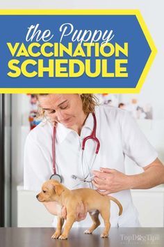 Puppy Shot Schedule Guide  Puppy Shot Schedule Guide Like our Facebook:https://ift.tt/2FAdgt6 #Dog #DogLoversHub Puppy Shots Schedule, Puppy Shot Schedule, Puppy Training Biting, Puppy Tips, Hypoallergenic Dog Food, Dog Shots, Dog Breeding, Dogs Stuff, Puppy House