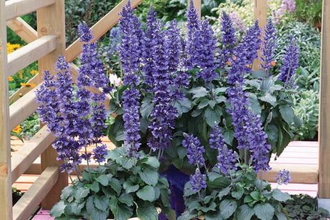 Mystic Spires Salvia, Mystic Spires Blue Salvia, Salvia Mystic Spires, Garden Combinations, Dallas Garden, Horticulture Education, Heat Tolerant Plants, Garden School, Texas Landscaping