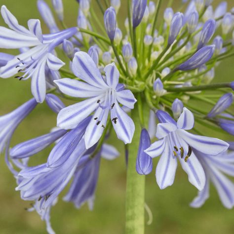 Lily of the Nile Lily Of The Nile, Agapanthus Africanus, African Lily, Tropical Aesthetic, Purple Lily, Classic Cottage, The Nile, Attract Butterflies, Hardy Perennials