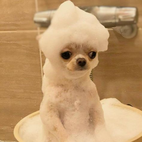 White Dog, Chihuahua, Bath, Water, Funny, White, Instagram