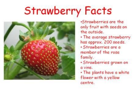 In Prep we read lots of stories. Every week I choose a story to really explore indepth with the children, focussing on current literacy and oral language outcomes. This week’s book is one of … Strawberry Activities, Strawberry Facts, The Big Hungry Bear, Fruit Study, Plants Classroom, Hungry Bear, Fall Lesson Plans, Mouse A Cookie, Strawberry Hill