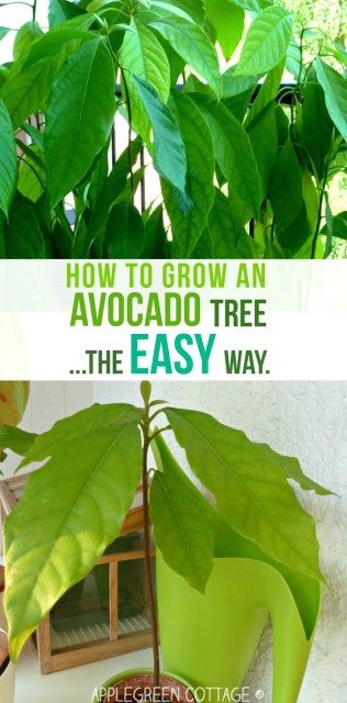 How to grow an avocado tree - this tutorial shows you the easiest way to grow an avocado plant. I wanted to see if a totally 'lazy' way of growing an avocado tree would work, too. And it does! Check it out here.