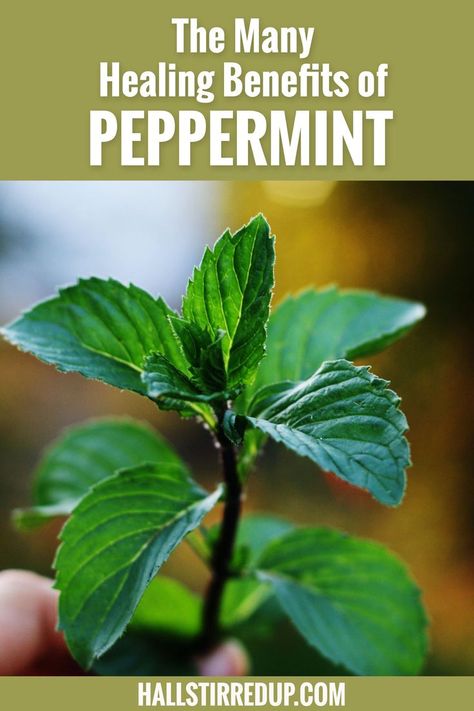 Peppermint Benefits, Benefits Of Peppermint, Peppermint Tea Benefits, Mint Herb, Peppermint Plants, Herbal Medicine Recipes, Sick Remedies, Types Of Herbs, Plant Benefits