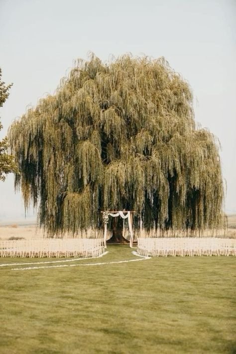 Under A Willow Tree, A Willow Tree, Forest Theme Wedding, Dream Wedding Venues, The Emmys, Have Inspiration, Future Wedding Plans, Dream Wedding Ideas Dresses, Grace Loves Lace