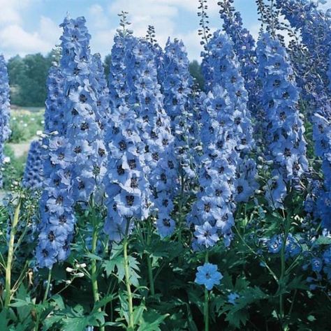 Pacific Giant Blue Jay delphinium seeds - Garden Seeds - Perennial Seeds Garden Flowers Perennials, Delphinium Flowers, Blue Delphinium, Perennial Flowers, Blue Plants, Cut Flower Garden, Blue Garden, Perennial Garden, Flowers Perennials