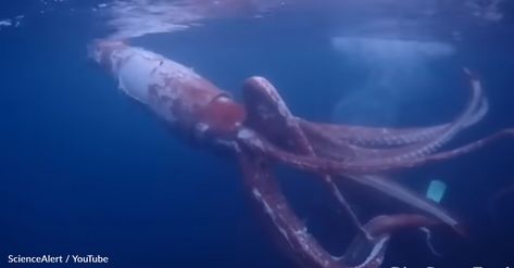 WATCH: Divers Get Up Close And Personal With A Rare Giant Squid Colossal Squid, Giant Squid, Up Close And Personal, Get Up, Fish, Water, Animals