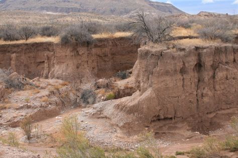 Dispatch From the Chihuahuan Desert Grasslands - Regeneration International Chihuahuan Desert, Horned Toad, Mexican Revolution, Deserts Of The World, Chihuahua Mexico, Mural Ideas, West Texas, Inspirational Posters, Working Together