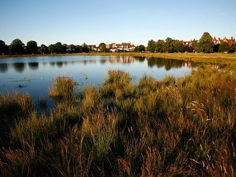 Rushmere Pond em Wimbledon Common é um refúgio de vida selvagem.  Foto: Alamy Walkable Cities, Wimbledon Common, Martin Clunes, Walkable City, Living Outside, City Planner, Doc Martin, The Resident, The Suburbs