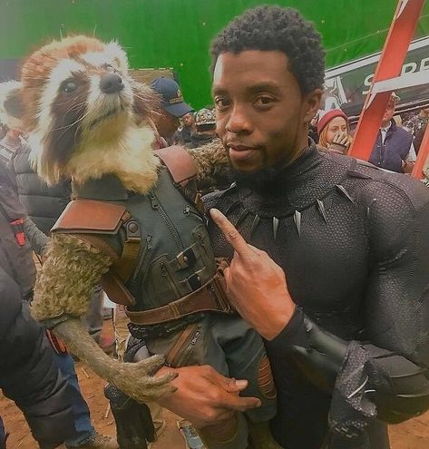 Avengers Cast, Marvel Cast, Marvel Photo, Marvel Images, Rocket Raccoon, Chadwick Boseman, Nicolas Cage, Marvel Actors, Marvel Films