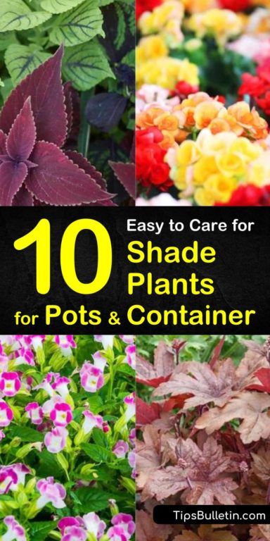 Shade Plants For Pots, Plants For Pots, Shade Plants Container, Plants Guide, Rock Flower Beds, Best Plants For Shade, Potted Plants Patio, Plants Under Trees, Shade Grass