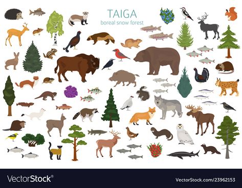 Taiga Biome Project, Forest Animal Drawing, Taiga Biome, Biome Project, Mountain Ecosystem, Biomes Project, Group Crafts, Snow Forest, Boreal Forest