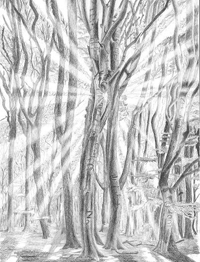 light and shadow1 Pencil sketch of a dense forest with sunlight streaming through the trees, creating a serene and enchanting atmosphere. | Sky Rye Design Light Rays Drawing, Light Through Trees, Forest With Sunlight, Sketch Trees, Forest Sketch, Tree Tattoos, Pencil Trees, Tree Drawings Pencil, Dense Forest