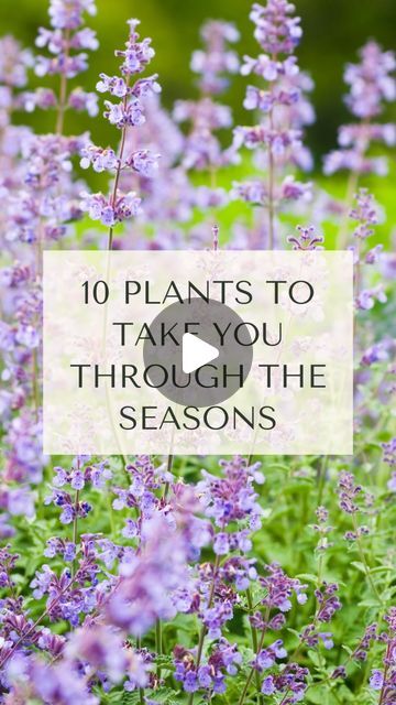 Katie Townsend • Garden Designer, Edinburgh on Instagram: "10 plants to take you through the seasons - a very tricky choice but here we go:

Spring:
🍃Snow Drops
🍃Euphorbia characias subsp. Wulfenii
🍃Alliums
Into summer:
🍃Cephalaria
🍃Erigeron - still flowering
🍃Nepeta - ditto 
🍃Hydrangea ‘Limelight’ - ditto ditto!
And into autumn:
🍃Rudbekia
🍃Hylotelephium (Herbstfreude Group) ‘Herbstfreude’ – Sedum ‘Autumn Joy’ in old money 
🍃Helenium

Loads and loads of other options but hoping this gives you a head start with any new planting plans 😊

#seasonalgarden #seasonalgardening #edinburghgardendesigner #colourfulgarden #plantingplan #plantingdesign #plantingdesigner" Planting Plan, Seasonal Garden, Head Start, Colorful Garden, Plant Design, Cottage Garden, Hydrangea, Seeds, Green