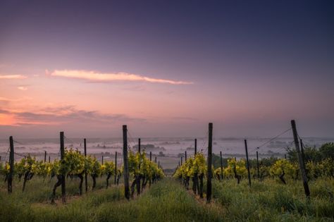 Eleven Amazing Napa Valley Wineries You Must Visit Australia Bucket List, Regions Of France, Italy Wine, Wine Country California, Yarra Valley, Wine Tour, Eco Friendly House, Wine Region, European Union