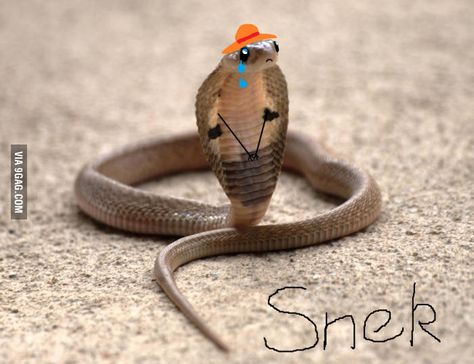 Sneks want love like doges and cates (sad snek) - 9GAG Indian Cobra, Baby Cobra, Poisonous Animals, Snake Photos, Pretty Snakes, Snakebites, Australia Animals, Cobra Snake, Beautiful Snakes