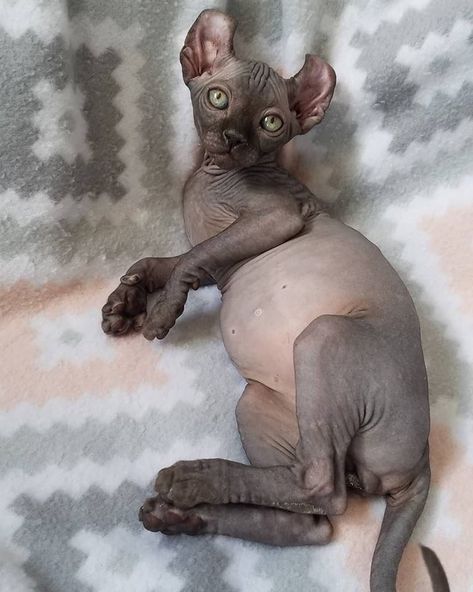 black sphynx - sphynx kittens - hairless kittens — NOCOATKITTY SPHYNX Black Elf, Hairless Kitten, Sphynx Kittens, Elf Cat, Odd Eyes, Sphynx, Beautiful Creatures, Cat Art, Elf