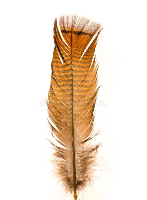 Wild Turkey Feather. A lone, single feather from what i think is a wild turkey ( , #Ad, #Feather, #lone, #Wild, #Turkey, #single #ad Wild Turkey, Turkey Feathers, Nature Images, Vector Design, Stock Images Free, Photo Image, Design Inspiration, Stock Photos, Orange