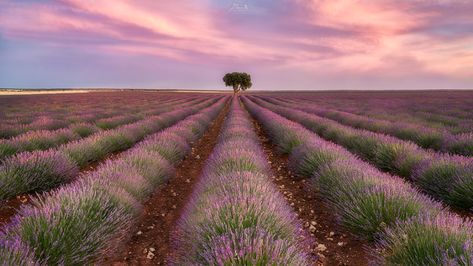 Beautiful Nature Aesthetic, Thirds Photography, Rule Of Thirds Photography, Sunday Reset Routine, Reset Routine, Rules Of Composition, The Rule Of Thirds, Photography Rules, Line Photography