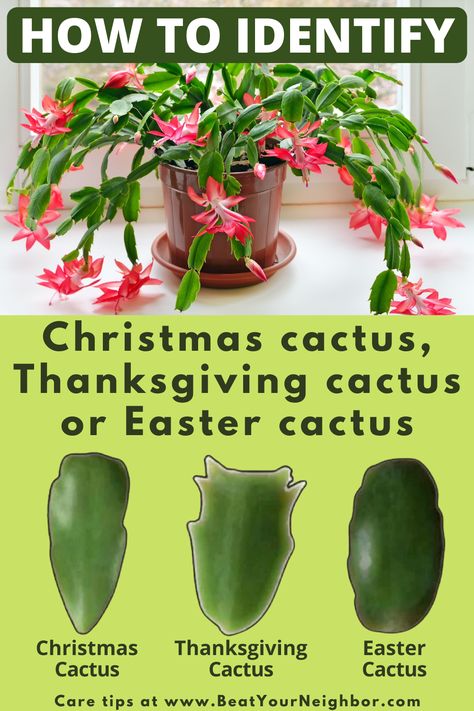 Christmas Cactus Care, Christmas Cactus Plant, Easter Cactus, Thanksgiving Cactus, Holiday Cactus, Cactus Care, Household Plants, Plant Care Houseplant, Christmas Plants