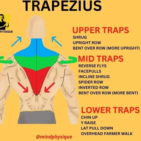 Trapezius Workout, Pull Day Workout, Traps Workout, Chest Workout At Home, Types Of Muscles, Gym Supplements, Body Build, Sport Exercise, Power Lifting