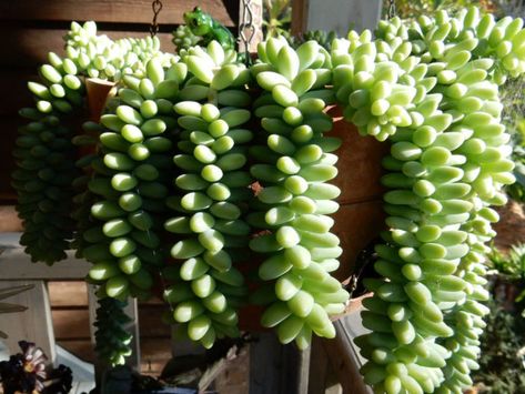 Growing Succulents in the Shade - World of Succulents Shade Succulents Outdoor, Shade Succulents, Succulents Outdoor, Aloe Vera Plant Indoor, Succulent Outdoor, Cactus Planta, Jade Plant, Aloe Vera Plant, Growing Succulents