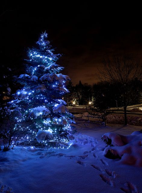 Ontario, Canada Lit Christmas Tree, Winter Schnee, Outdoor Christmas Tree, Blue Christmas Tree, Merry Christmas Images, Christmas Night, Christmas Scenes, Merry Little Christmas, Pisco