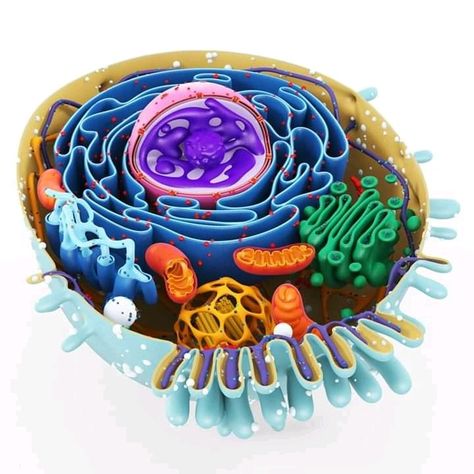 Animal Cell Anatomy, 3d Animal Cell, Animal Cell Structure, Animal Cell Project, 3d Cell, Cells Project, Cell Organelles, Biology Projects, Eukaryotic Cell